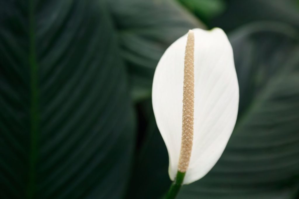 Peace Lily Meaning Everyday Insight