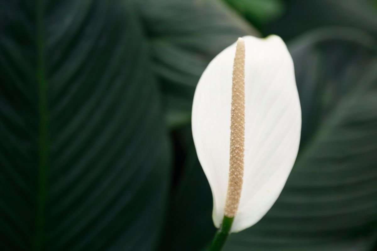 Peace Lily Meaning